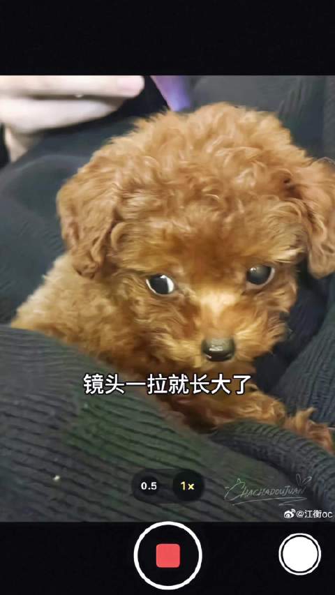 镜头一拉就长大了江衡李沛恩