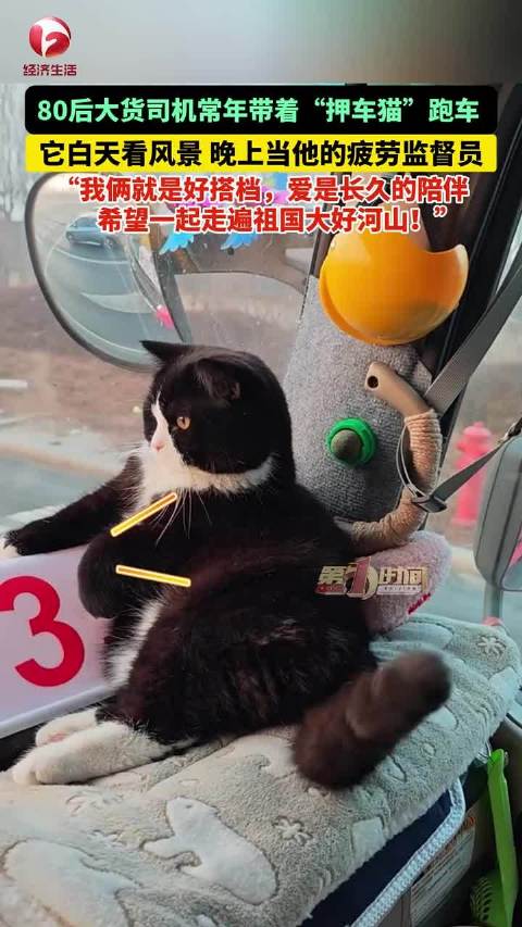 80后司机与押车猫搭档跑车看遍山河