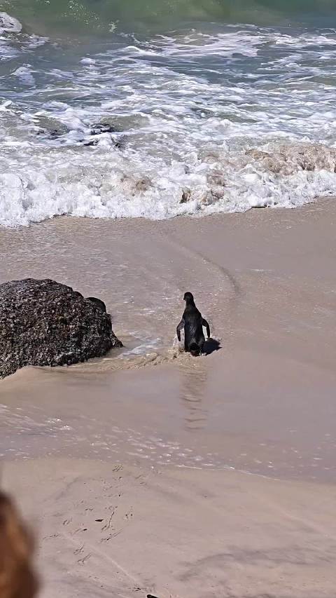 马达加斯加（划掉），南非的企鹅