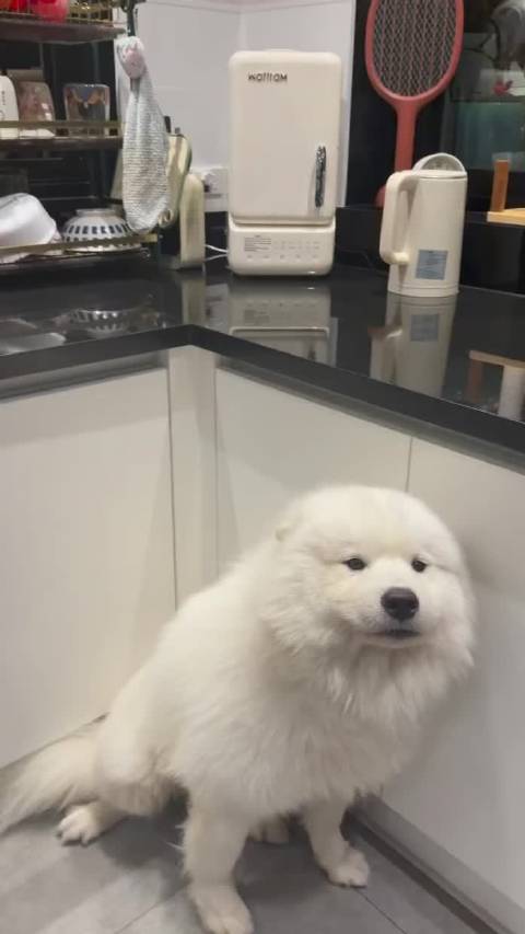 萨摩耶犯错的时候会变成海豹耶