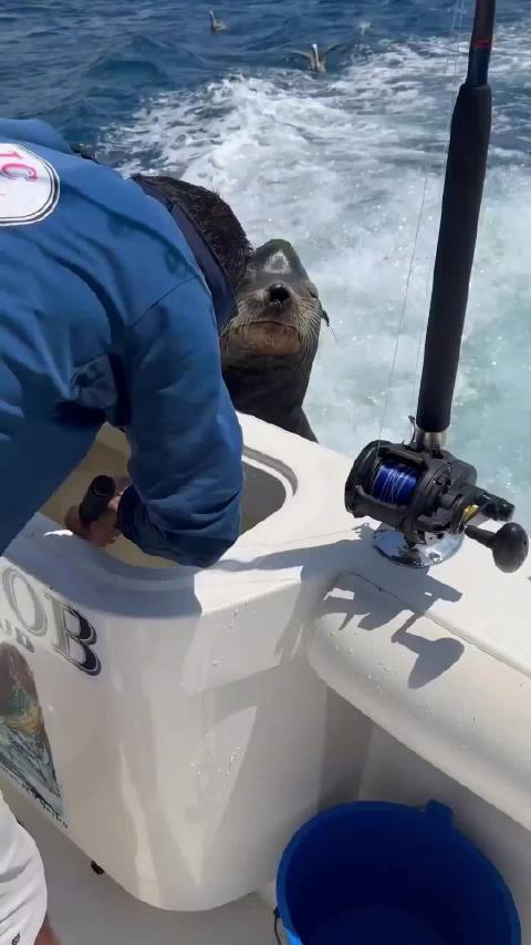墨西哥海狮Poncho频跳渔船讨鱼吃