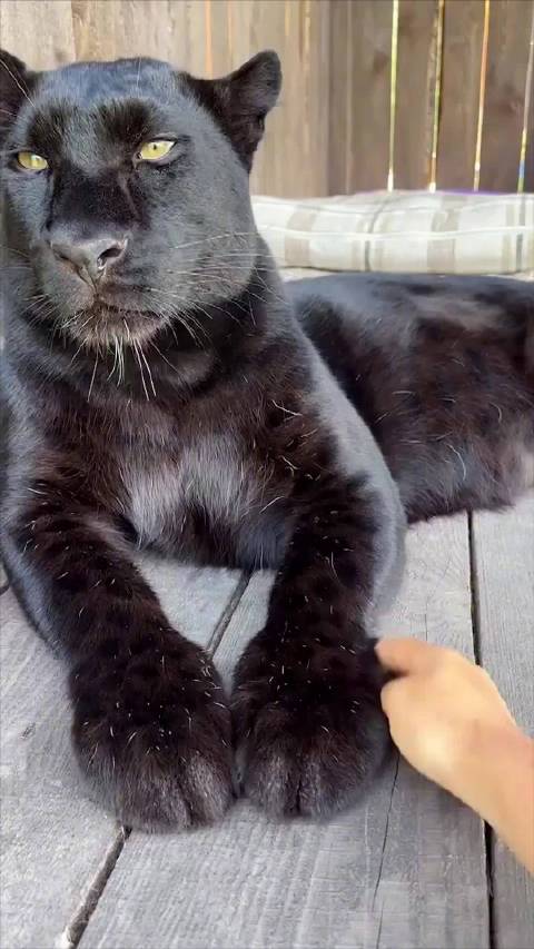 黑豹拒绝人类碰触