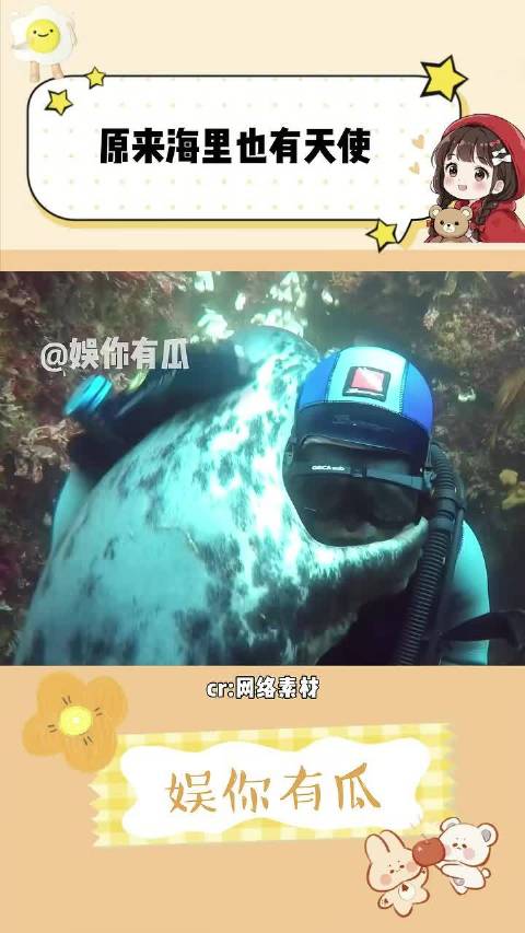 原来海底也有天使 治愈 海豹