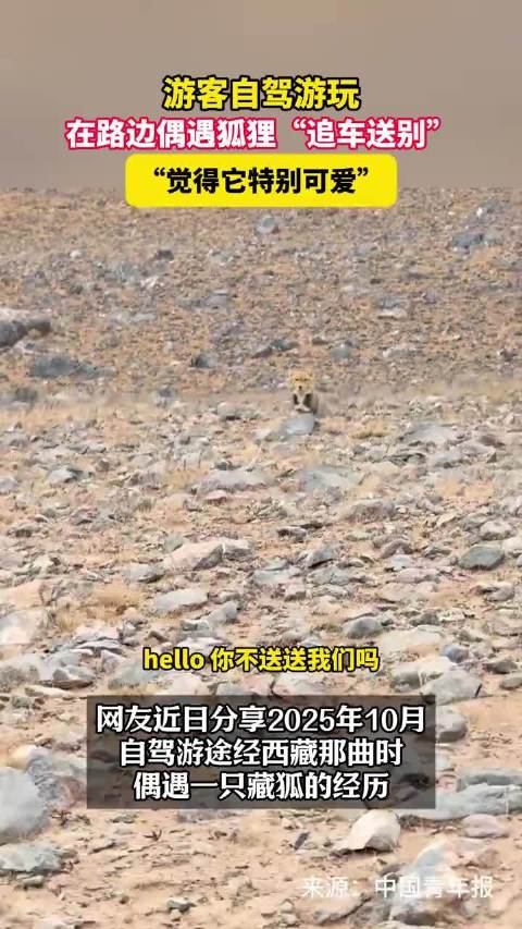 游客自驾游玩，在路边偶遇狐狸“追车送别”，"觉得它特别可爱"！