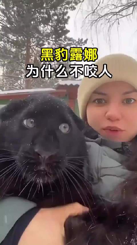 黑豹露娜为什么不咬人？