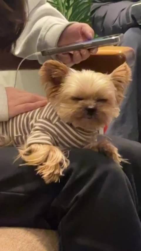 20260206 记录豆 更新