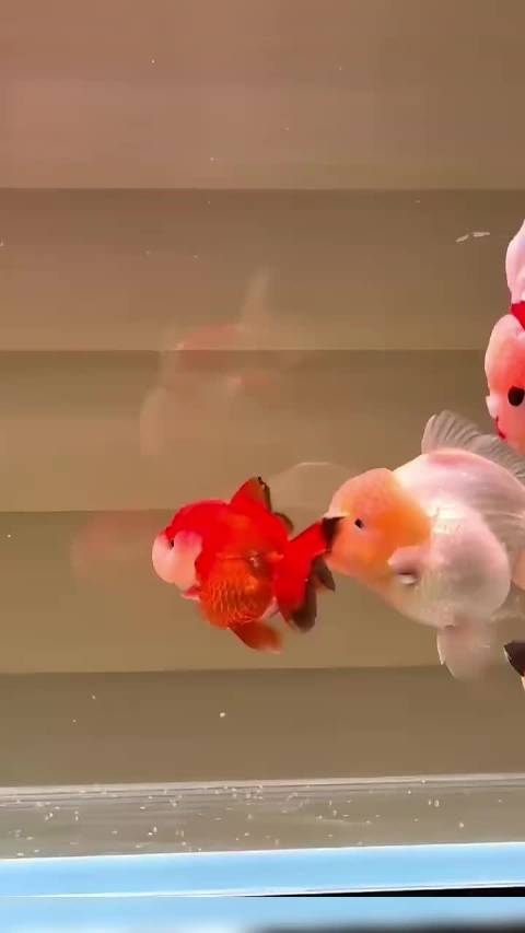 你逃我追，你插翅难飞 红色是公鱼，屁股后面大的是母鱼