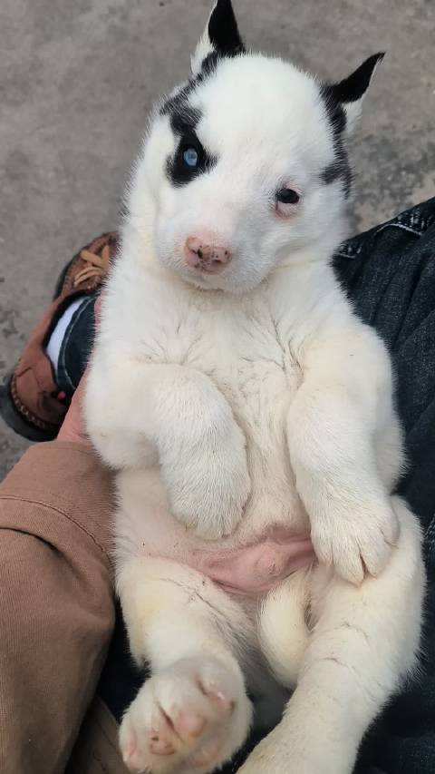 像不像加勒比海盗‍☠️ 给伱起个乳名，海盗奇：哈特