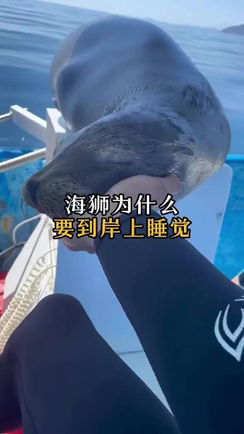 为什么海狮喜欢在岸上睡觉？