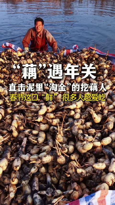 巢湖藕农抢收200亩鲜藕保春节供应