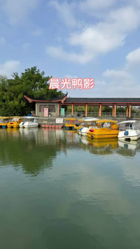 清晨湖面赤麻鸭游弋泛起涟漪