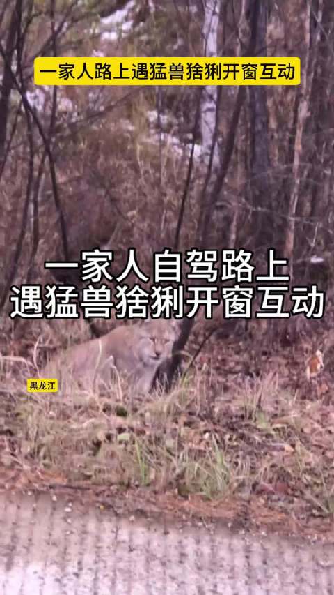 黑龙江自驾游客偶遇猞猁停车开窗互动