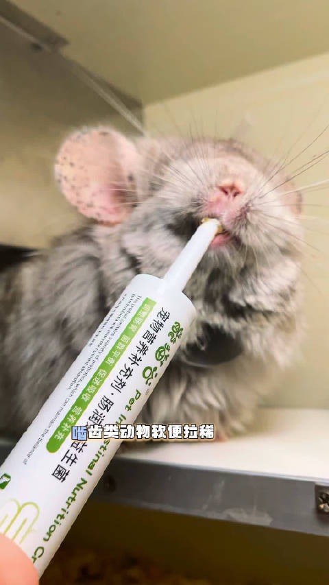 龙猫秀龙猫萌宠可爱龙猫