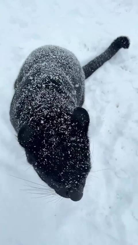 小黑豹立正了！ cr黑豹露娜