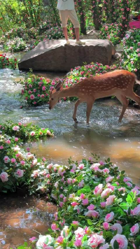 这是一只有灵性的小鹿，遇到许个愿吧