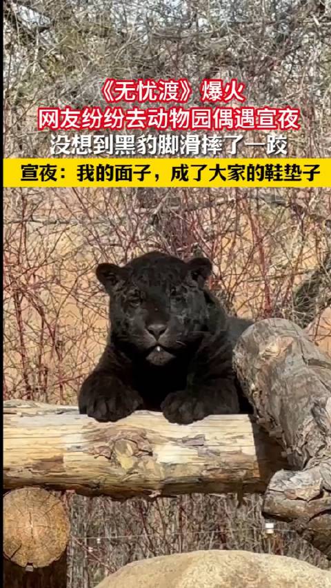《无忧渡》宣夜动物园偶遇黑豹脚滑摔跤