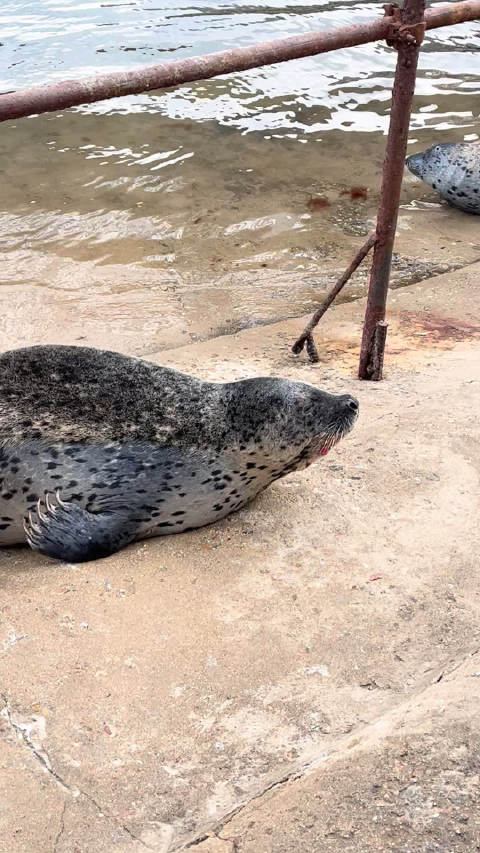 兔 在沙东看海豹(･∞･ﾐэ )Э