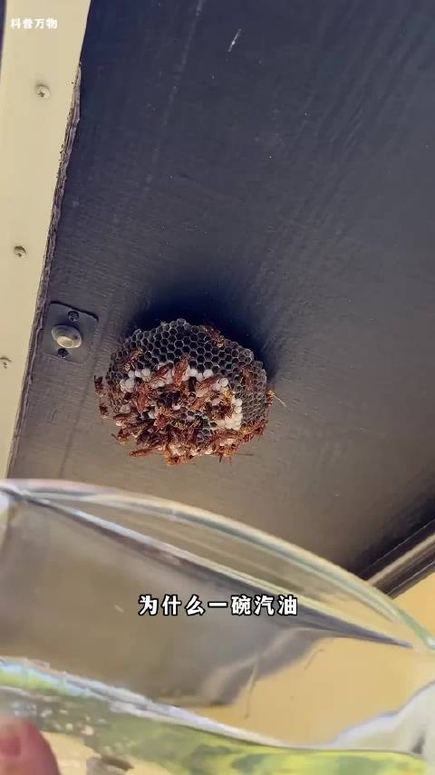 马蜂怕汽油因毒气窒息神经中毒