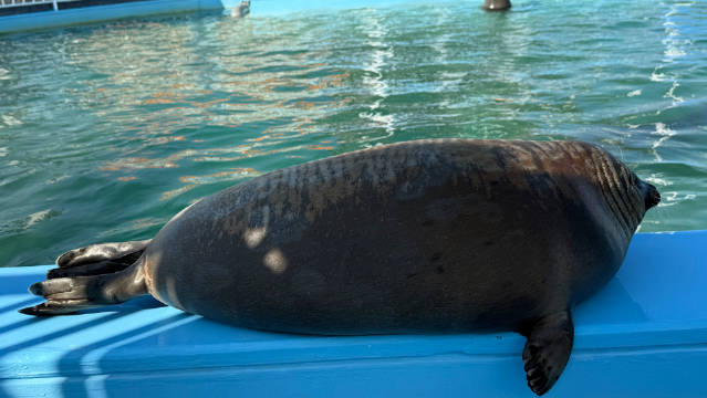 2025.10.30 拍摄于海豹中心