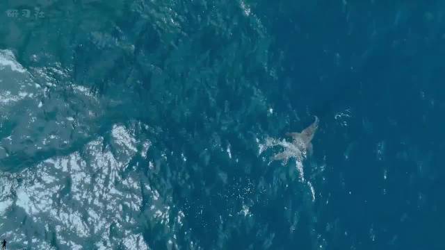 虎鲸：海洋街溜子！ 一代人有一代人的动物世界！