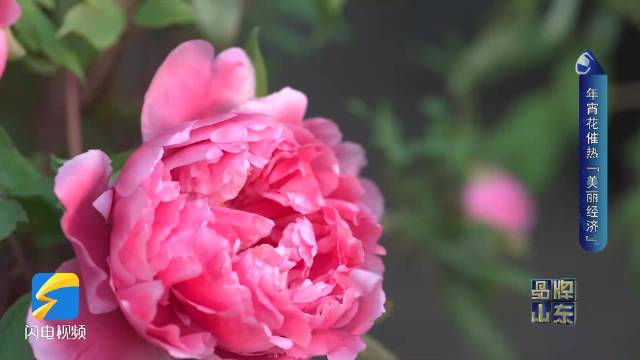 年味渐浓“花事”忙 菏泽催花牡丹“链”动新春市场