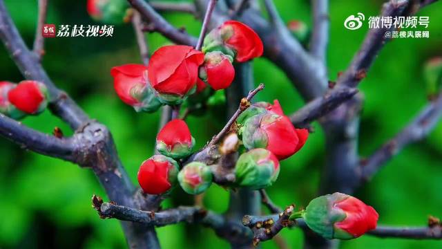 甘肃陇南海棠花延时绽放，深绯浅粉鹅黄渐变