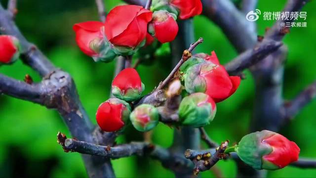 成毅歌声伴海棠延时绽放，胭脂色晕染春日温柔