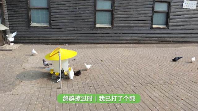 鸽群掠过时旅行者找到生活节奏