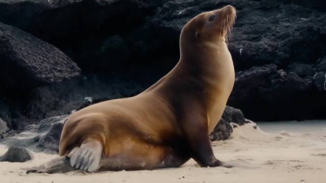 海狮妈妈在海滩上产下幼崽，贪玩的青年海狮遭到鲨鱼攻击
