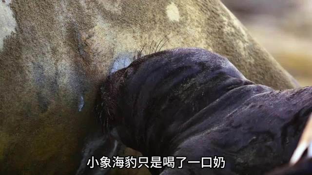 小象海豹喝高脂奶三周增重240斤，断奶后学游泳捕食生存艰难