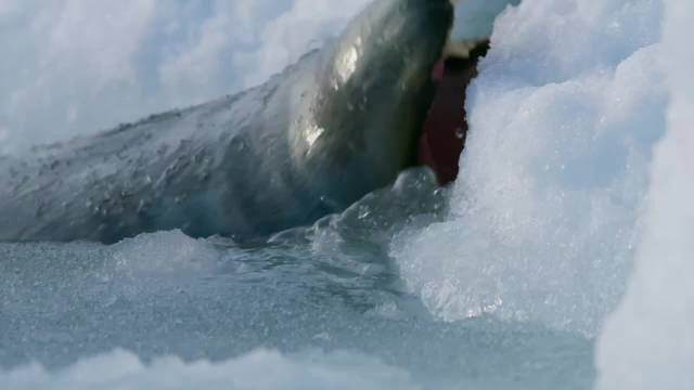 为了活下去，海豹妈妈不得不抛弃幼崽