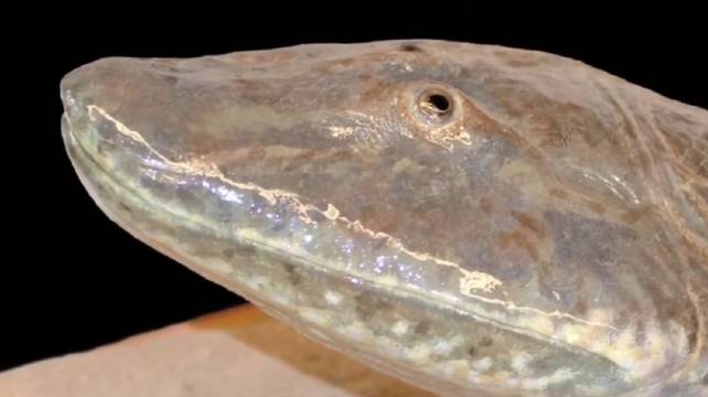 肺鱼兼具鳃和肺功能，可夏眠数年待雨季苏醒