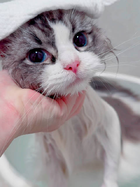 社会化训练 一只超级喜欢泡澡的孩子