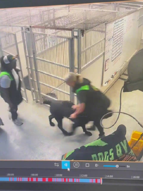 小狗逃学扛走老师开卡车离开