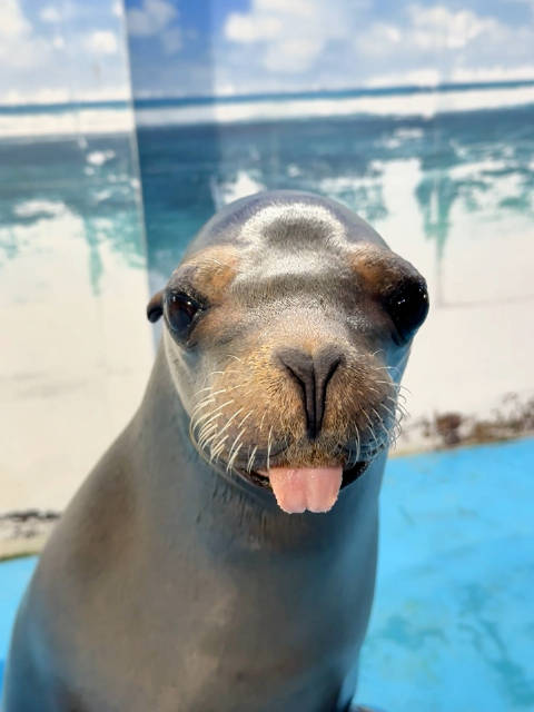 海洋生物海狮合肥海洋世界