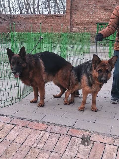 德牧VA3奥丁女儿奥迪搭配本部展青年公SG7布隆迪