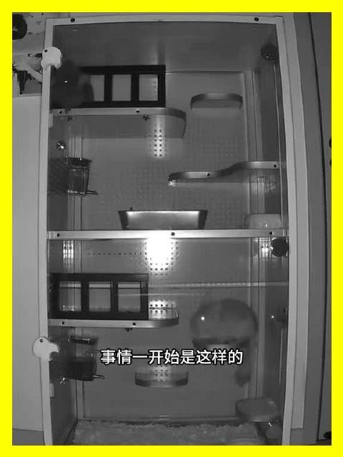 松露麻薯父子联手越狱半小时成功