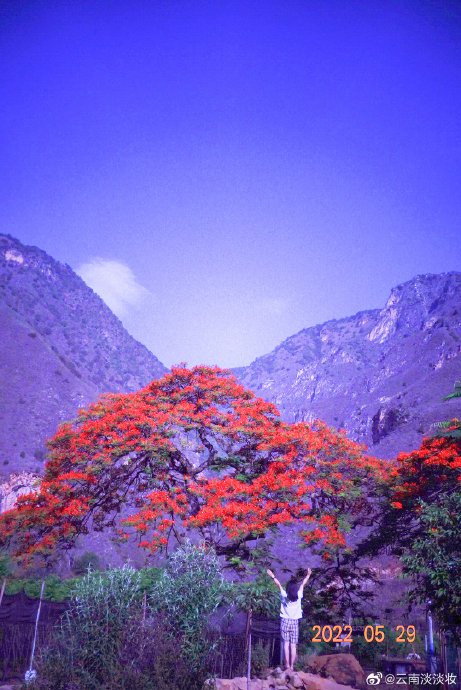 夭玹党意难平？对比玱玹与白椿，凤凰花为何象征两种截然不同的兄妹情？