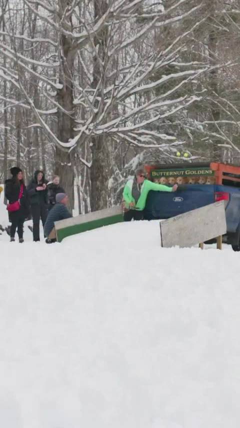万“马”奔腾金毛