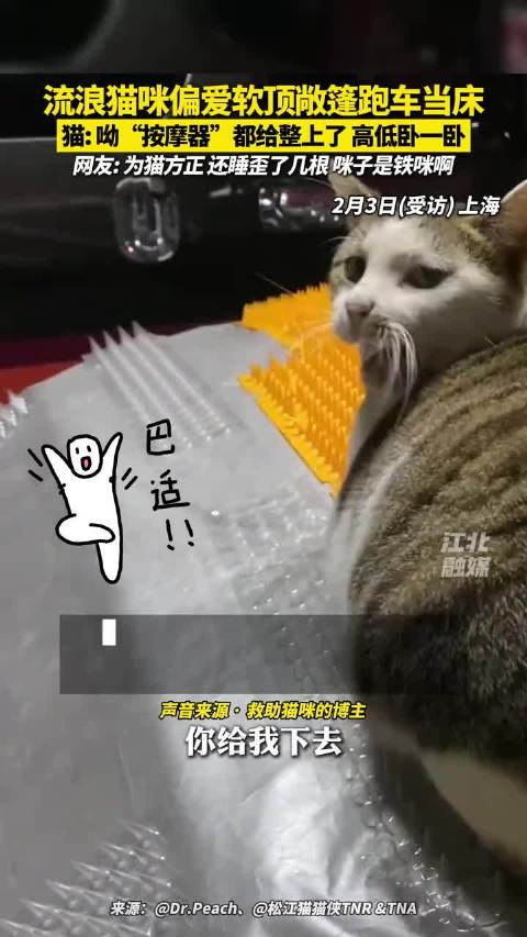 上海流浪猫偏爱软顶跑车当床，车主无奈赶猫擦车