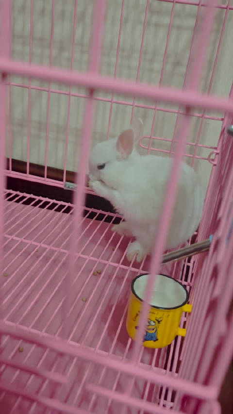 沉浸式欣赏兔兔洗脸 比我洗头都认真 果然是从小就爱干净的宝宝