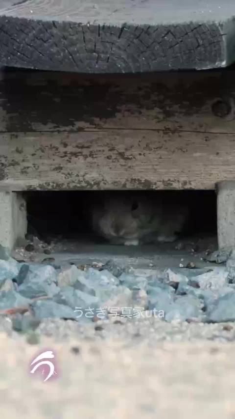 躲起来被发现了