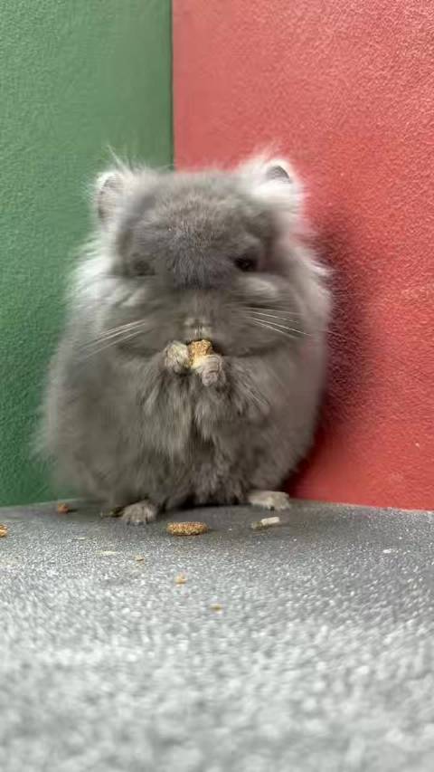 丝绒中纯紫长毛龙猫dd