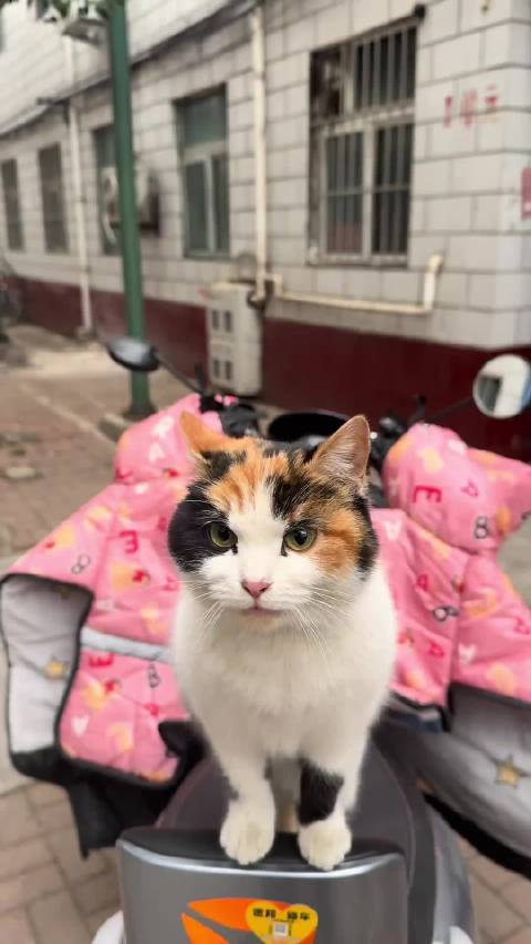 刘亦菲访谈后遇健谈路人,vlog记录2025趣事