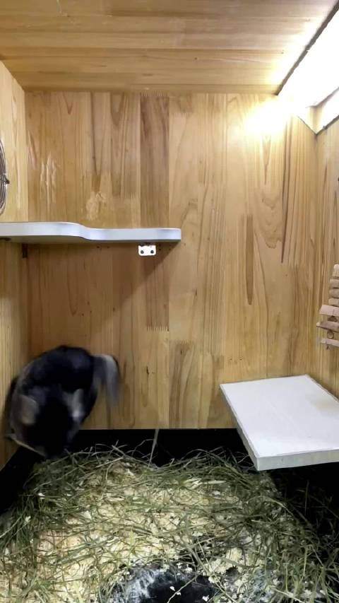 全网最灵活的胖子