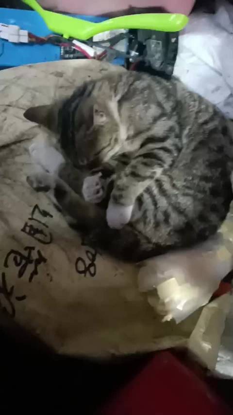 为啥这个摩托对我爸堆的杂物情有独钟