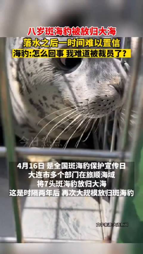八岁海豹被放归大海，落水后显困惑