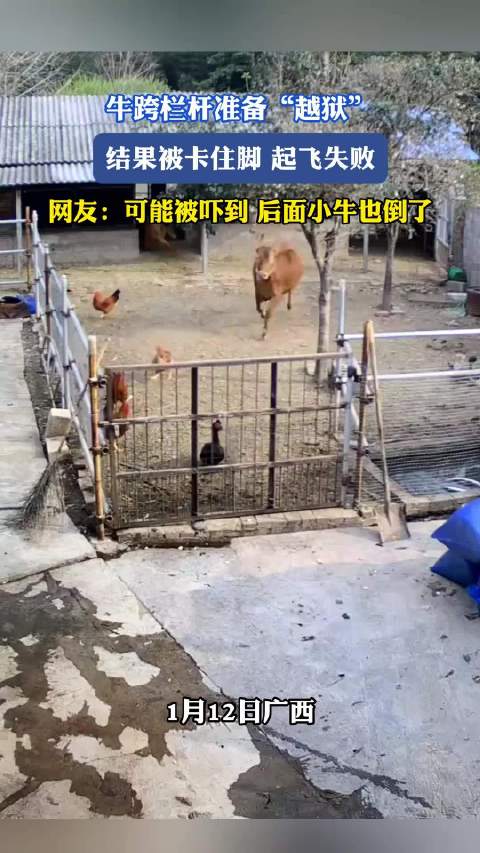 牛跨栏越狱被卡脚起飞失败，连带小牛跌倒