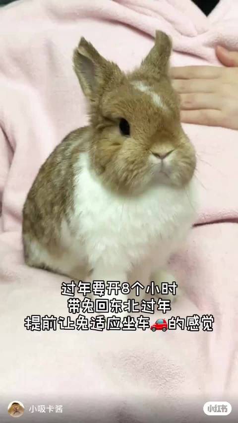 我不敢想象顺顺的孩子是坐在什么上面