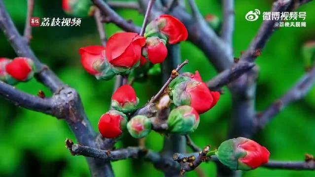 甘肃陇南海棠花绽放唯美瞬间，王一博歌声相伴